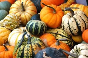 La courge sous toute ses formes