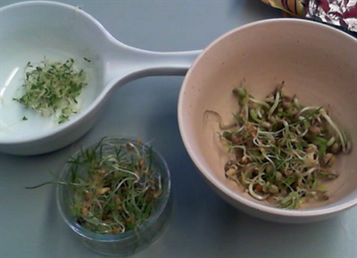 Pousses et germination