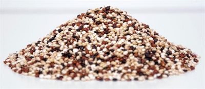 Le quinoa